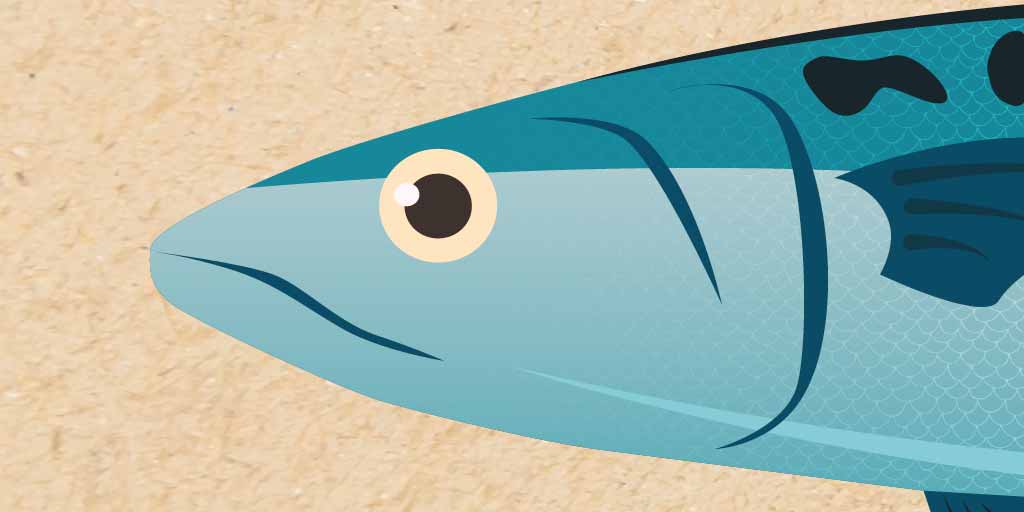 mackerel head digital illustration of fish head